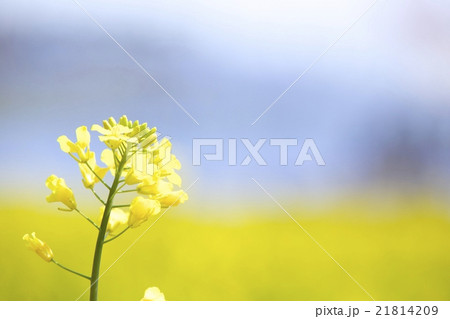 菜の花 菜の花 21814209