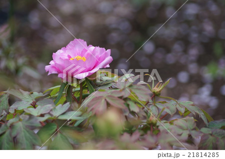 牡丹　ボタン 21814285