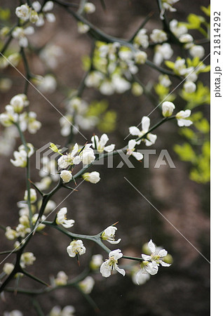 カラタチの花　縦版 21814292