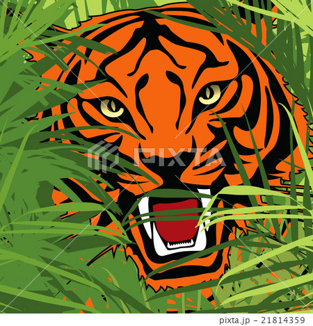 tiger hunting in jungle 21814359