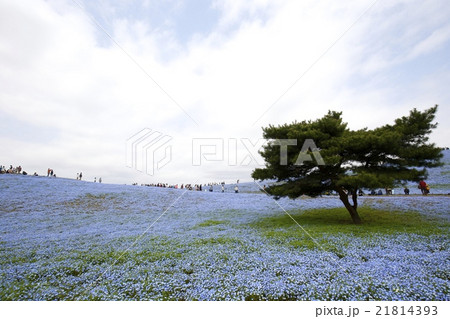 ネモフィラ 21814393