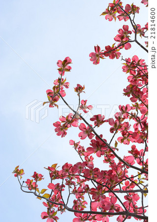 ハナミズキ　青空背景 21814600