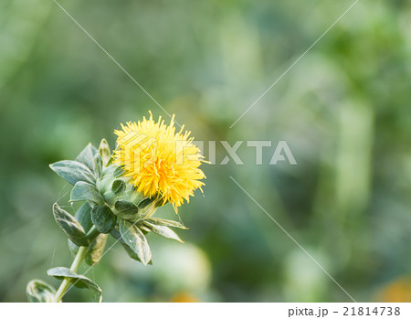 Close up of safflower Close up of safflower 21814738
