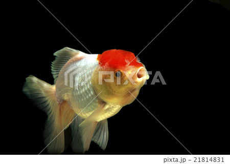 Mix white goldfish , motion blur Mix white goldfish , motion blur 21814831