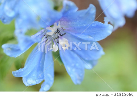デルフィニウムのアップ 21815066
