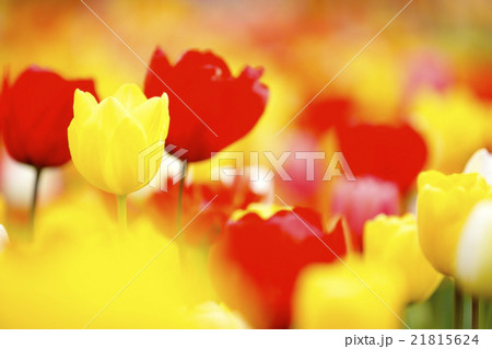 チューリップ 21815624