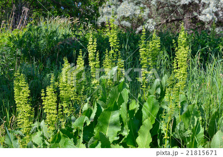 Rumex confertus on a background of green grass Rumex confertus on a background of green grass 21815671
