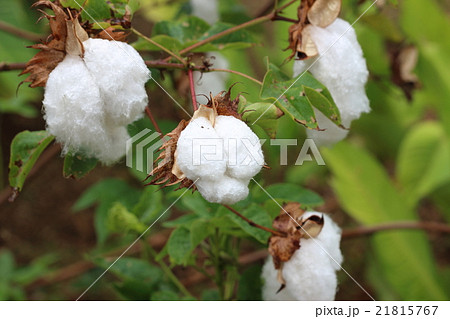 オーガニックコットン 21815767