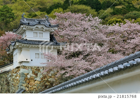 龍野の桜 21815768