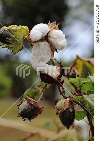 オーガニックコットン 21815769