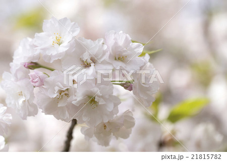 里桜 里桜 21815782