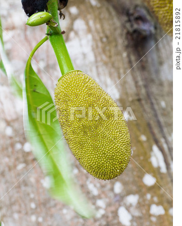 Jackfruit 21815892