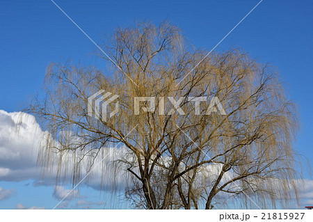 枝垂れ柳 枝垂れ柳 21815927