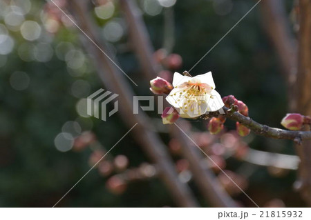 梅の花 梅の花 21815932
