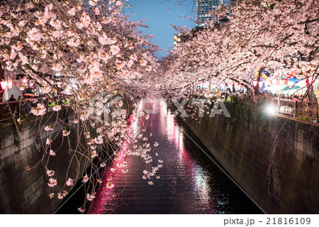 目黒川の夜桜 21816109