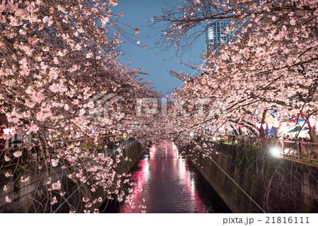 目黒川の夜桜 21816111