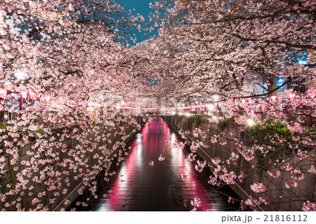 目黒川の夜桜 目黒川の夜桜 21816112