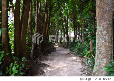 備瀬のフクギ並木　順路その5 21816542