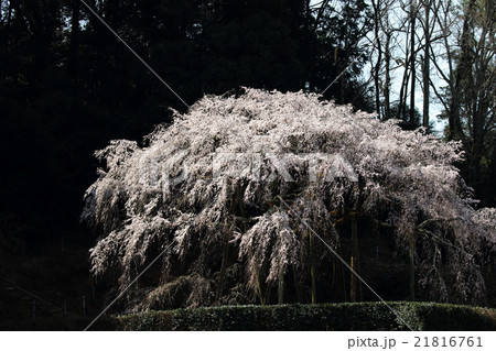 満開の奥山田しだれ桜 21816761