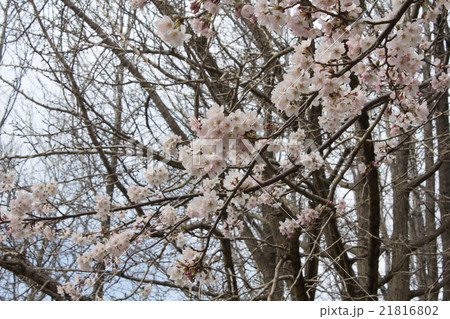 サクラ 21816802