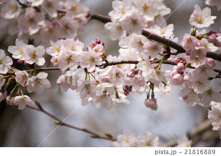 さくら さくら 21816889
