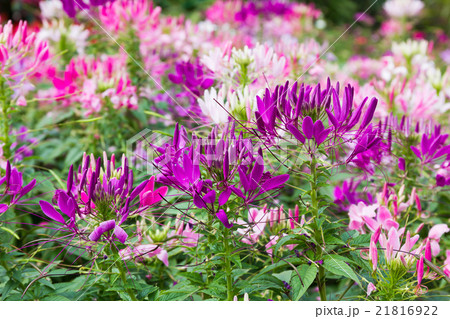 Purple spider flower in the garden Purple spider flower in the garden 21816922