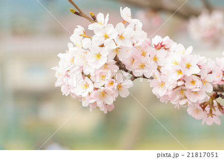 桜 桜 21817051