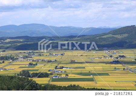 黄金色の田園を俯瞰する 21817261