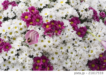 flower,Thailand 21817559