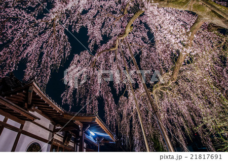 八王子　高楽寺の紅しだれ桜　桜姫 21817691