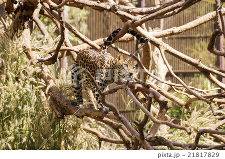 Leopard walking on the tree Leopard walking on the tree 21817829