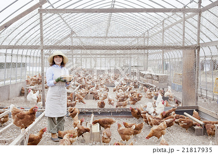 養鶏 女性 養鶏 女性 21817935