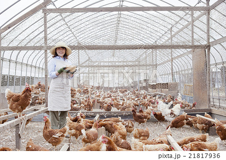 養鶏 女性 養鶏 女性 21817936
