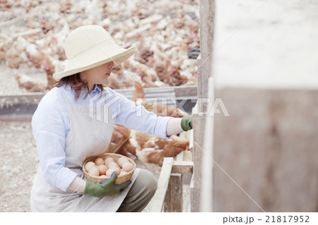 養鶏　女性 21817952