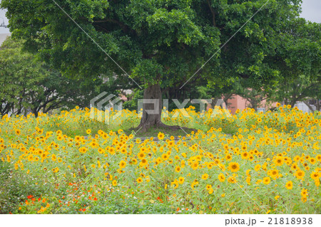 向日葵畑 向日葵畑 21818938