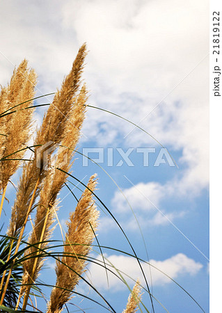 秋空とすすき 21819122