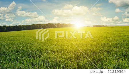 Beautiful sunset on green field Beautiful sunset on green field 21819564