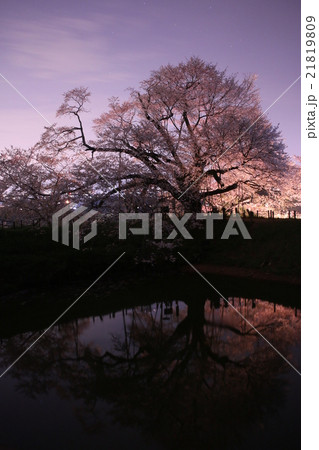 浅井の一本桜ライトアップ 21819809