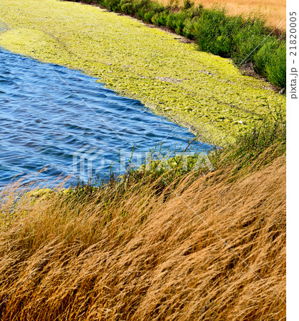 Laguna with seaweed on a background of dry grass Laguna with seaweed on a background of dry grass 21820005