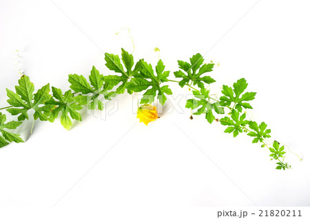 green bitter cucumber plant on white background green bitter cucumber plant on white background 21820211