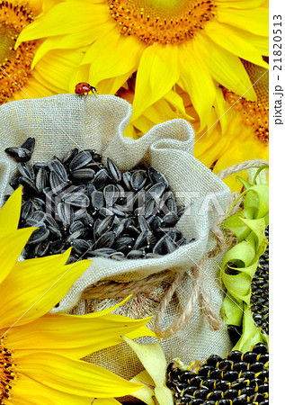 Sunflowers and sunflower seeds in bag 21820513
