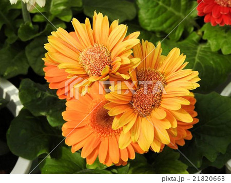 オステオスペルマム/八ヶ岳・ハーブ庭園 オステオスペルマム/八ヶ岳・ハーブ庭園 21820663