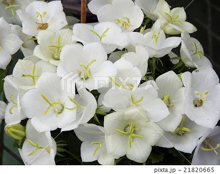 カンパニュラ／八ヶ岳・ハーブ庭園 21820665