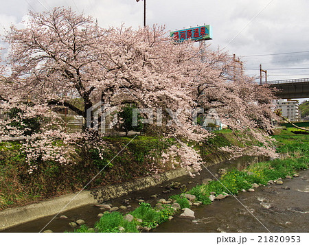 千歳川の桜　熱海　湯河原　県境　 21820953