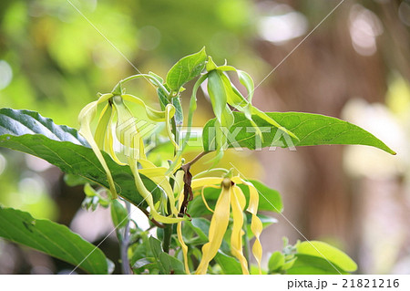 イランイラン アロマ 精油 イランイラン アロマ 精油 21821216