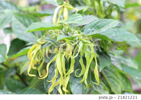 イランイラン アロマ 精油 イランイラン アロマ 精油 21821221