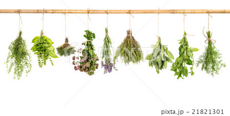 Hanging fresh herbs basil, sage, thyme, dill, mint Hanging fresh herbs basil, sage, thyme, dill, mint 21821301