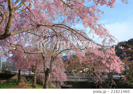 宮城野早川支流の枝垂れ桜 宮城野早川支流の枝垂れ桜 21821460