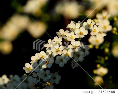 ユキヤナギ ユキヤナギ 21821486