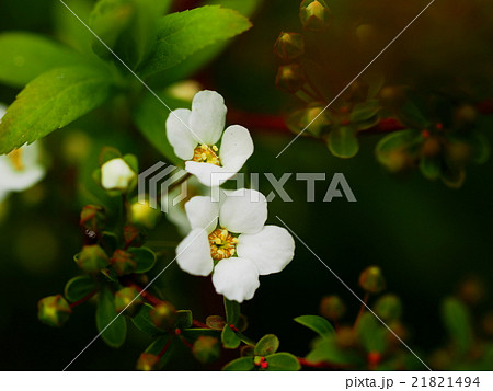 ユキヤナギ ユキヤナギ 21821494